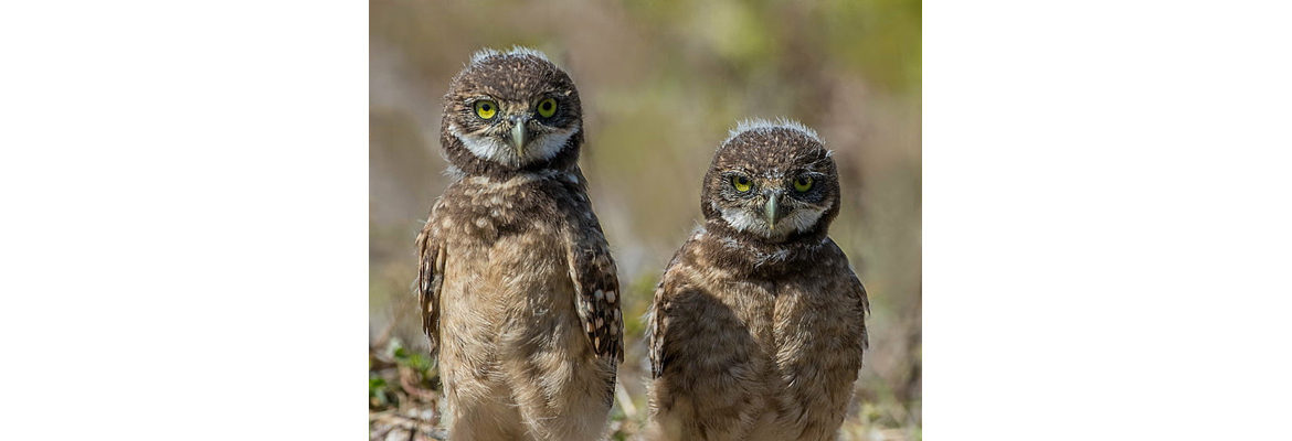 owls